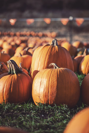 A vertical shot of many pumpkins on the grass - the concept of Halloweenの写真素材