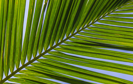 A closeup shot of a palm leaf