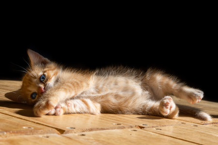 An adorable cat lying on the wooden floor on the black backgroundの写真素材