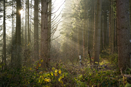 The bright midday sun spraying its rays in the foggy forest