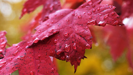 A closeup shot of red leavesの写真素材