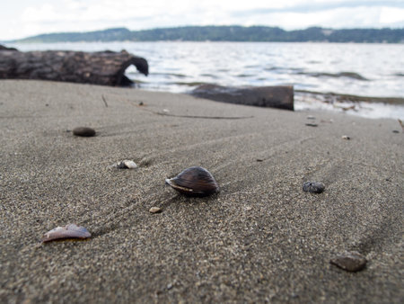Shell on a sandy beach of Lake Washington in northern Seattle