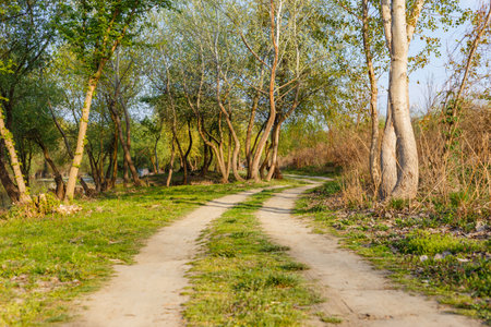 A beautiful shot of the empty road with an alley of trees and grasses