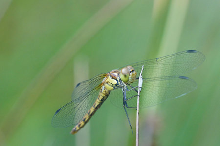 A macro of a dragonfly on a tiny branch