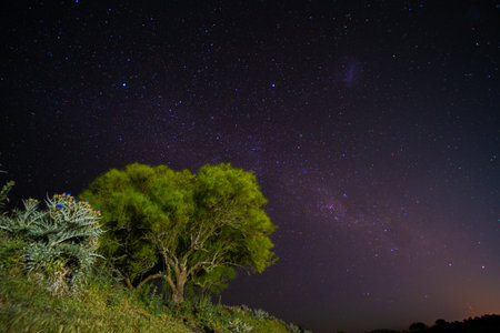 A shot of a tree and plant at night under the beautiful starry sky with blue stars