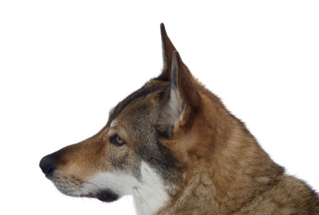 A Czechoslovakian wolfdog walking in a park and enjoying the snow