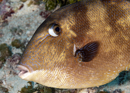 A closeup of the Grey Triggerfish underwater