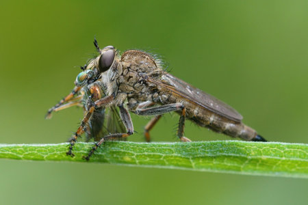 A macro of a large robber fly consuming its prey on a green leafの写真素材