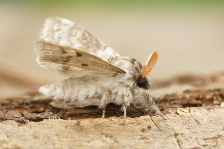A macro of pale tussock mothの写真素材