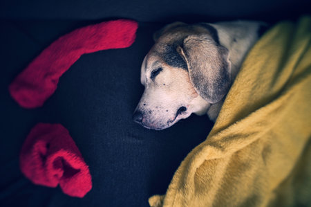 A domestic dog sleeping on a couchの写真素材