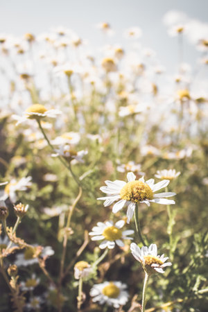 a vertical shot of field of yellow-white chamomilesの写真素材