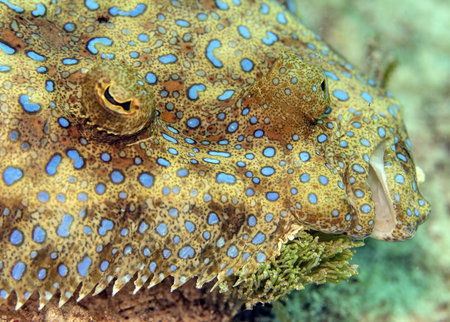 A selective focus closeup of a Peacock flounder underwater