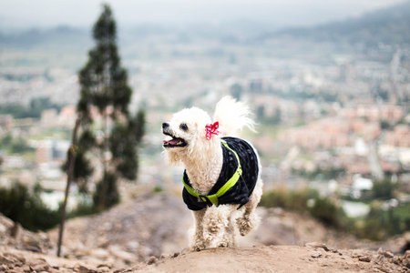 A closeup of an adorable miniature poodle with a coat walking in a field with a blurry backgroundの写真素材