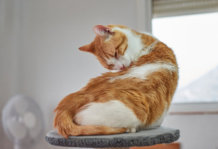 A funny fluffy cat grooming itselfの写真素材