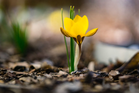 A single golden crocus blooming in the gardenの写真素材