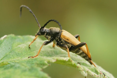 A red-brown Longhorn Beetle, Stictoleptura rubra, posing on a green leafの写真素材