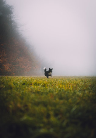 A vertical shot of border collie running on grass in the forest