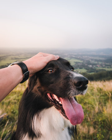 A closeup shot of man holding border collie with tongue outの写真素材