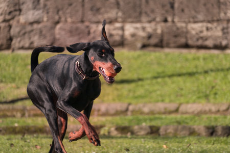 Dobermann pincher playing ball in the park