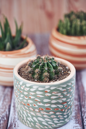 A vertical shot of a small potted cactus on the table in a gardenの写真素材