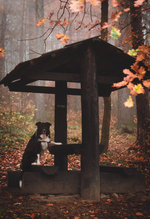 A vertical shot of border collie sitting wooden cottage in the forestの写真素材