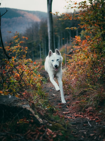 A vertical shot of a white swiss shepherd dog running in the forest path