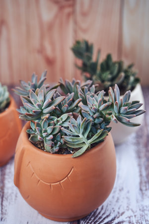 A vertical shot of a small potted echeveria plant on the table with a blurry backgroundの写真素材