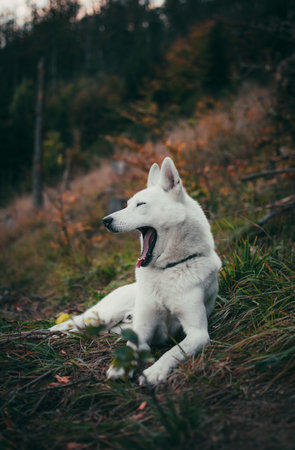 A vertical shot of a white swiss shepherd dog yawning while lying on the grassの写真素材