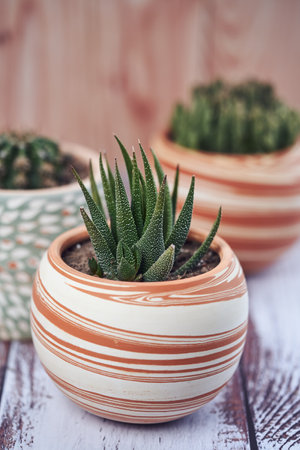 A vertical shot of a small potted Fasciated haworthia on the table in a gardenの写真素材