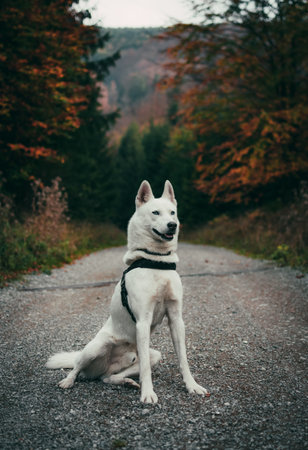 A vertical shot of a white swiss shepherd dog sitting on forest pathの写真素材