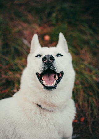 A vertical shot of smiling white swiss shepherd dogの写真素材