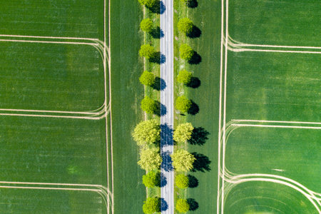An aerial shot of a road in a field covered in greenery und the sunlightの写真素材