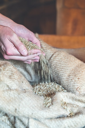 A person taking wheat grains at mill storageの写真素材