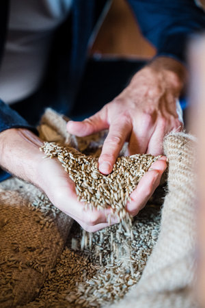 A closeup shot of a farmer's hands holding and examining grains of wheat at mill storageの写真素材