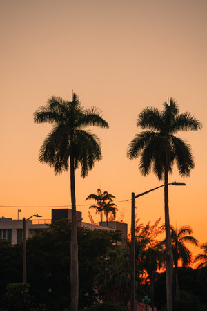 A vertical shot of palms and an orange suns