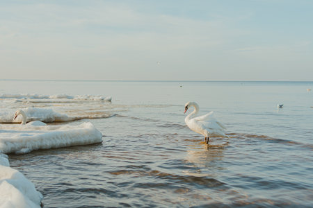 A beautiful view of whooper swan on the lake in Jurmala, Latviaの写真素材