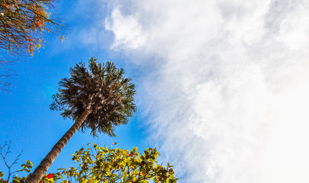 A low angle shot of growing palm trees under the sunlightの写真素材