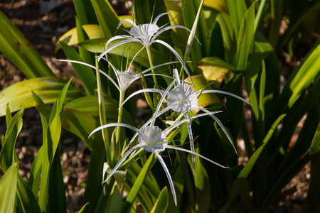 Flower Hymenocallis seen in Krabi, Thailandの写真素材