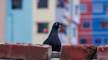 A closeup of a black pigeon perched on a brick wall with a blurry backgroundの写真素材