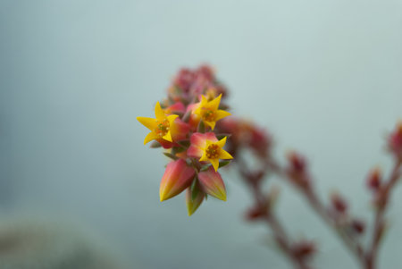 A selective focus shot of colorful blooming echeveria flowersの写真素材