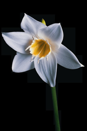 A vertical shot of a daffodil on blurred backgroundの写真素材
