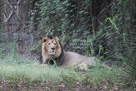 A beautiful view of a lion lying down on green grass at the zoo