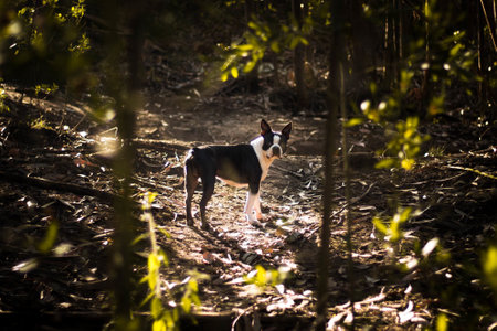 A cute black Boston Terrier dog in natureの写真素材