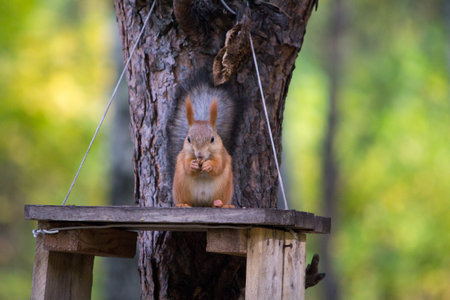 A closeup shot of a cute squirrel eating nuts on the treeの写真素材