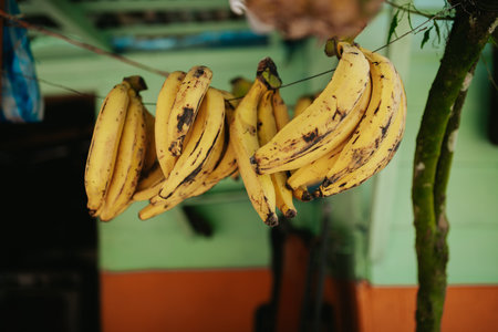 A closeup shot of a bunch oriped bananas hanging on the thin thread on the roadの写真素材