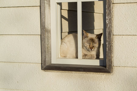 A eige cat sitting by the window of a white houseの写真素材