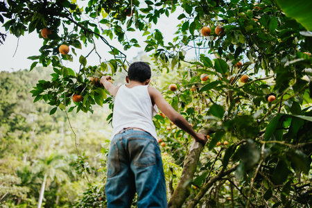 A shallow focus of an adult farmer plucking oranges from a tree in a field
