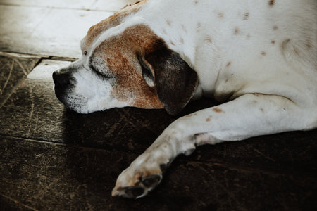 A white and brown hunting dog sleeping on the groundの写真素材