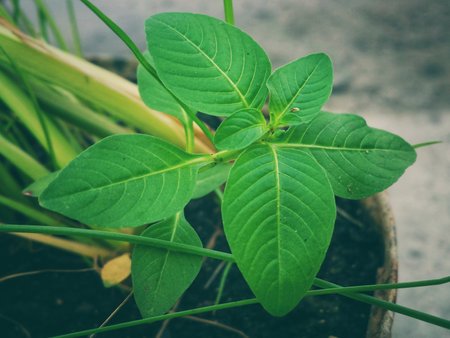 Bright green leaves of a plant growinの写真素材