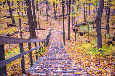 Fall leaves cover stairs, Sawmill Valley Trail, Mississauga, Ontario, Canada.の写真素材